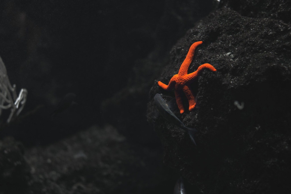 Image shows an orange starfish clinging to a rock in a very dark sea.